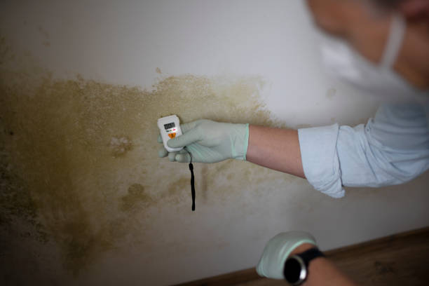 Best Mold Remediation for Specific Building Types in Lake Hamilton, AR