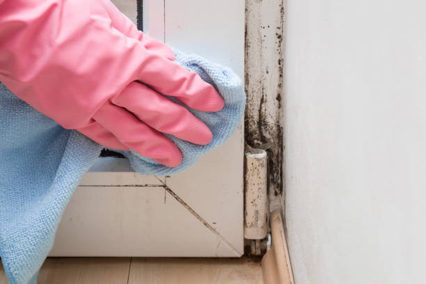 Best DIY Mold Remediation Support Services in Lake Hamilton, AR